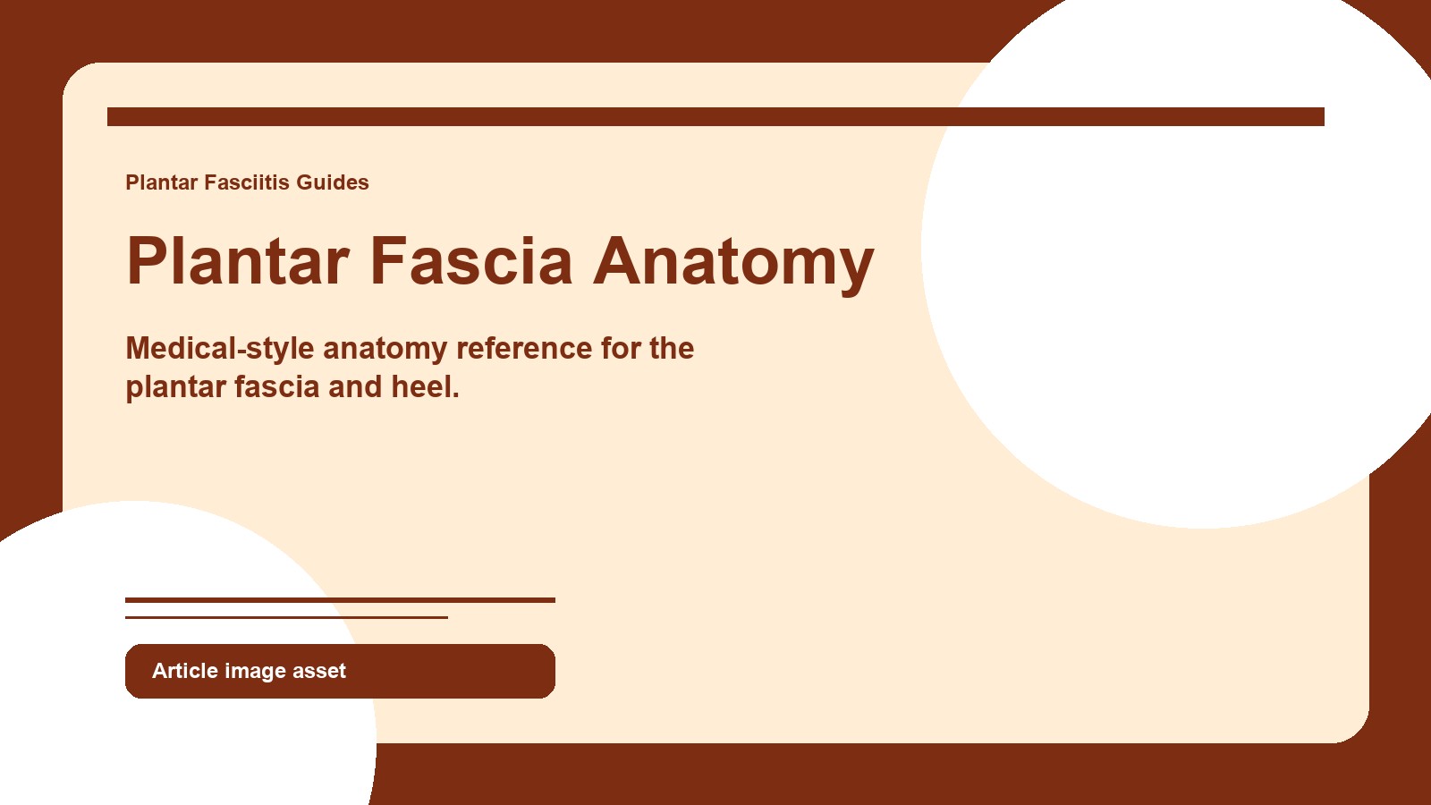 Plantar fascia anatomy infographic